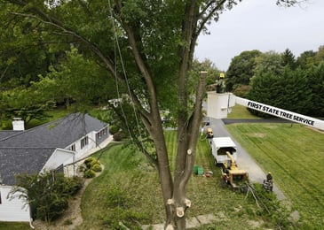 Why Should You Have Your Trees Trimmed? | Wilmington, Delaware | First State Tree Service, LLC