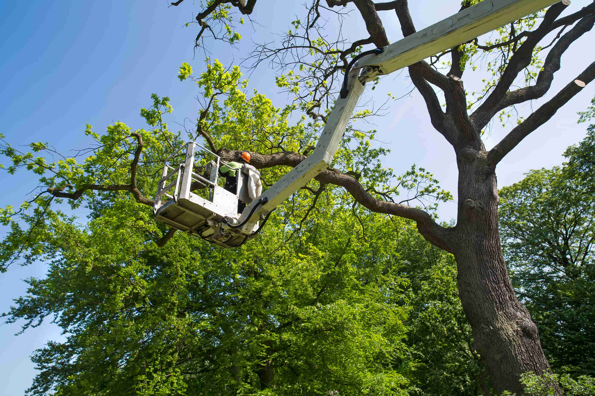 first-state-tree-service-working-on-cutting-tree-down (1)