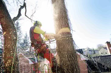 Signs That You Need to Have Your Tree Removed | Wilmington, Delaware | First State Tree Service, LLC