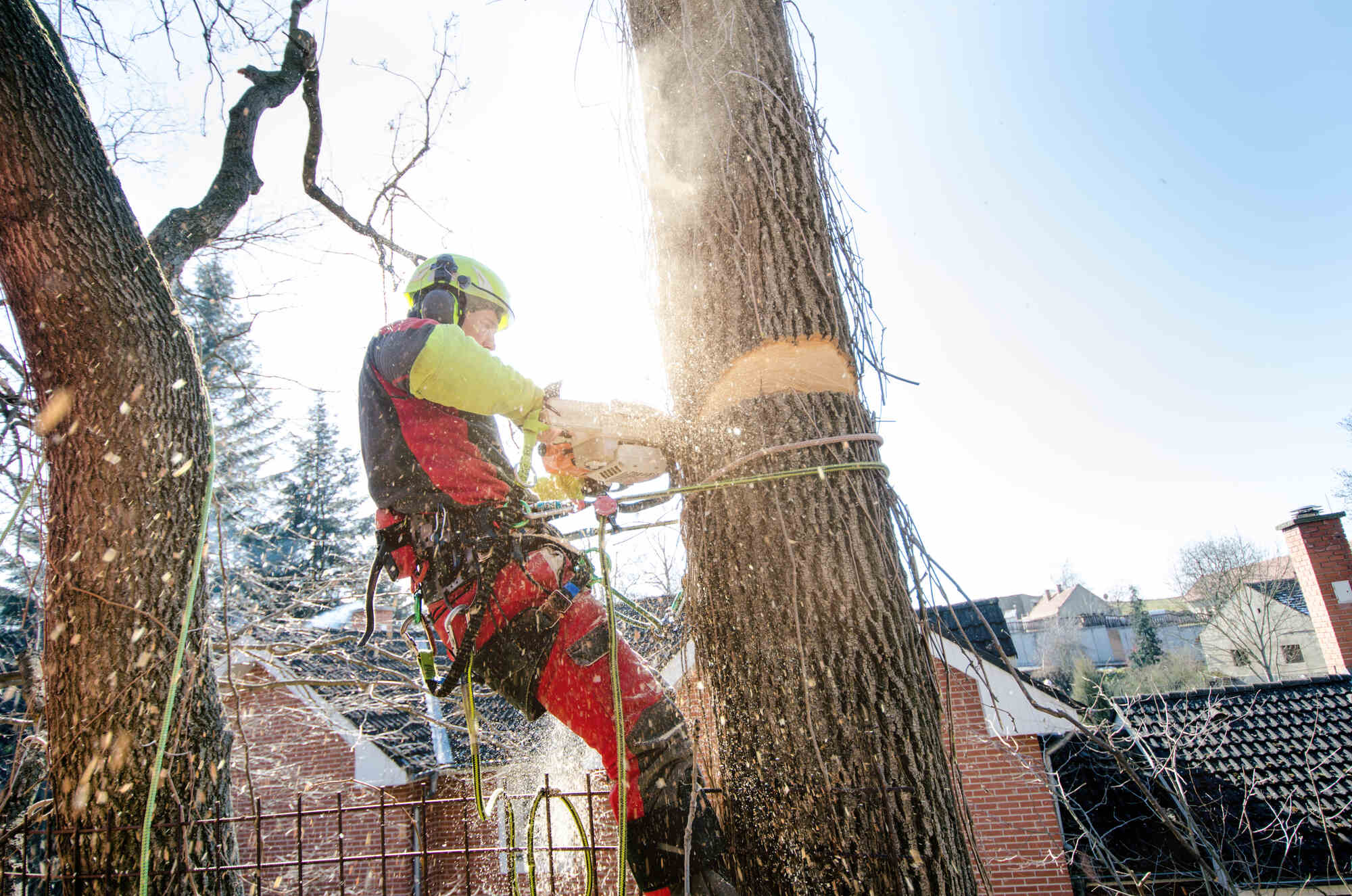 Man with chainsaw cutting down a tree in Wilmington, DE
