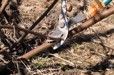 5 Mistakes Homeowners Make When Trimming Their Own Trees | Wilmington, DE | First State Tree Services, LLC