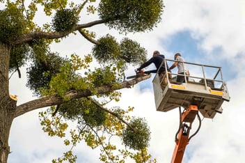 Signs Your Trees Could Be Unhealthy | Wilmington, Delaware | First State Tree Service, LLC