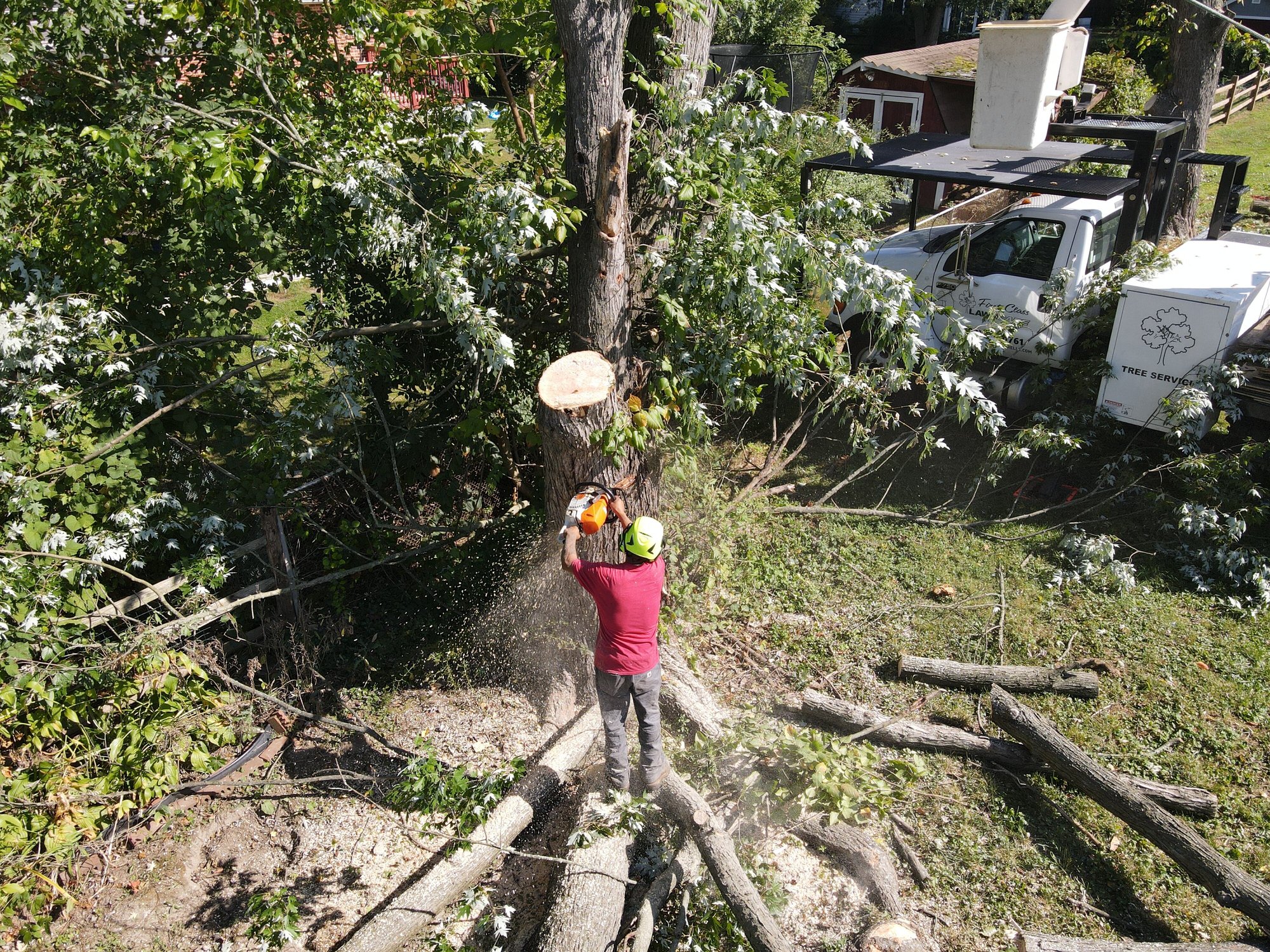 Tree removal service in action by First State Tree Service