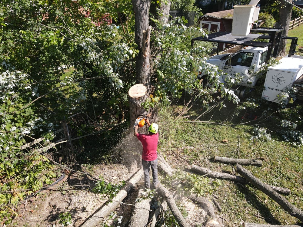Tree Removal and Stump Grinding Services | First State Tree Services