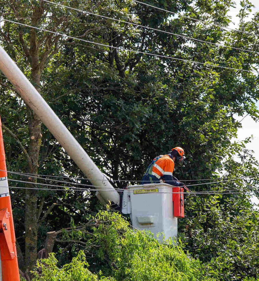 Worker removing tree limbs