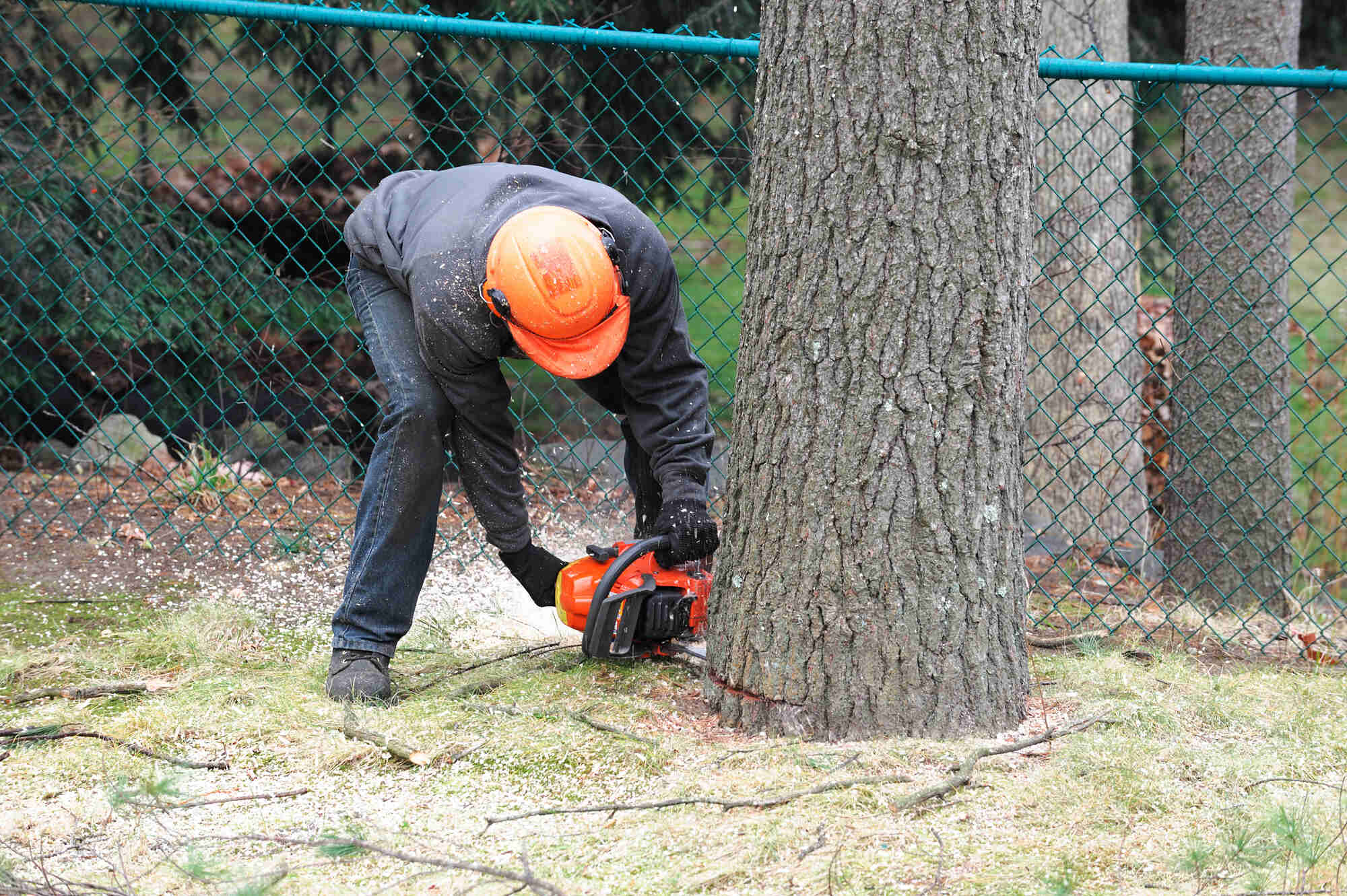 man-and-chainsaw-cutting-tree-down-at-stump-delaware