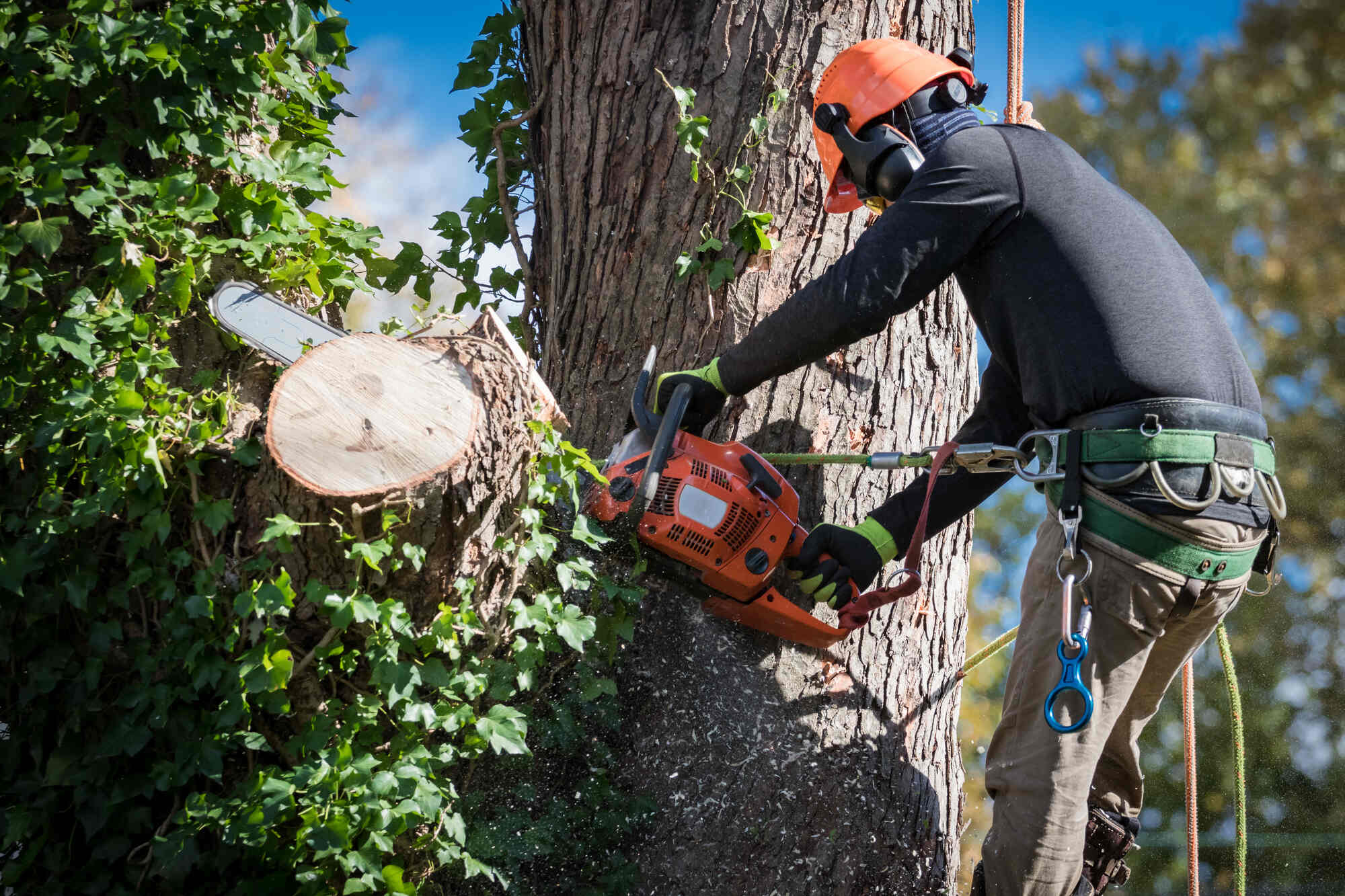 man-and-chainsaw-cutting-tree-down-delaware