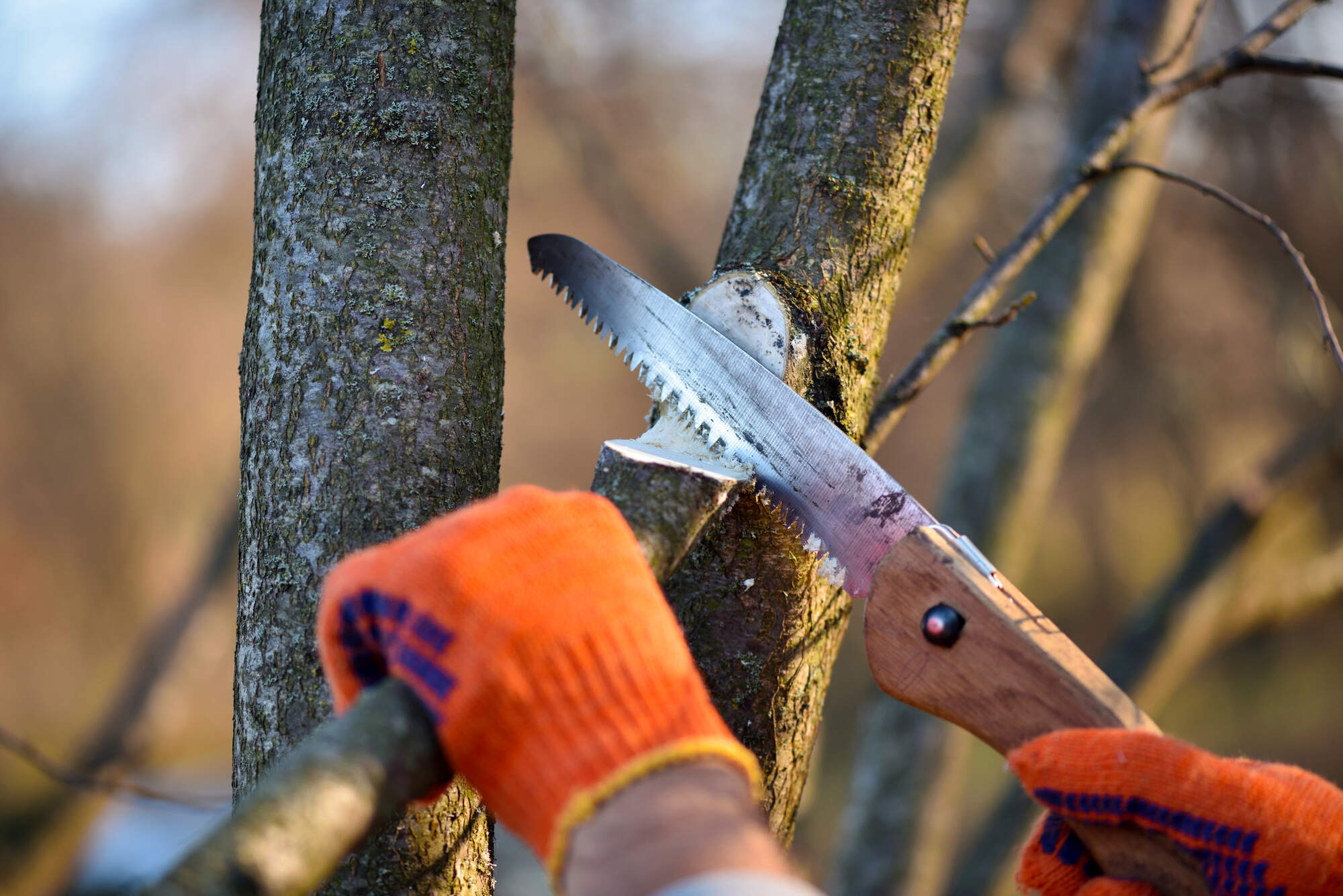 prunning-saw-on-tree-in-delaware