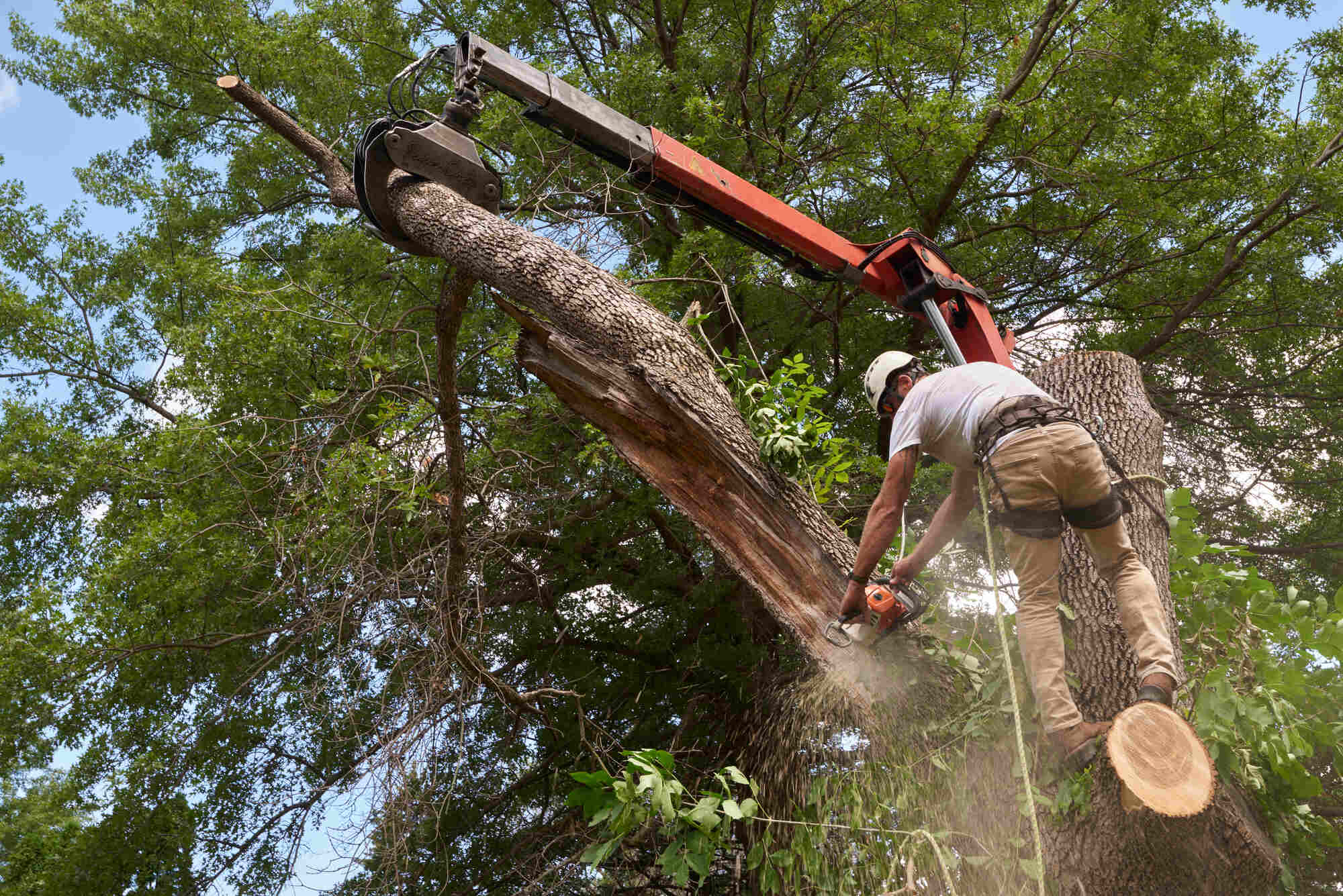 tree-cutting-man-in-tree-in-delaware