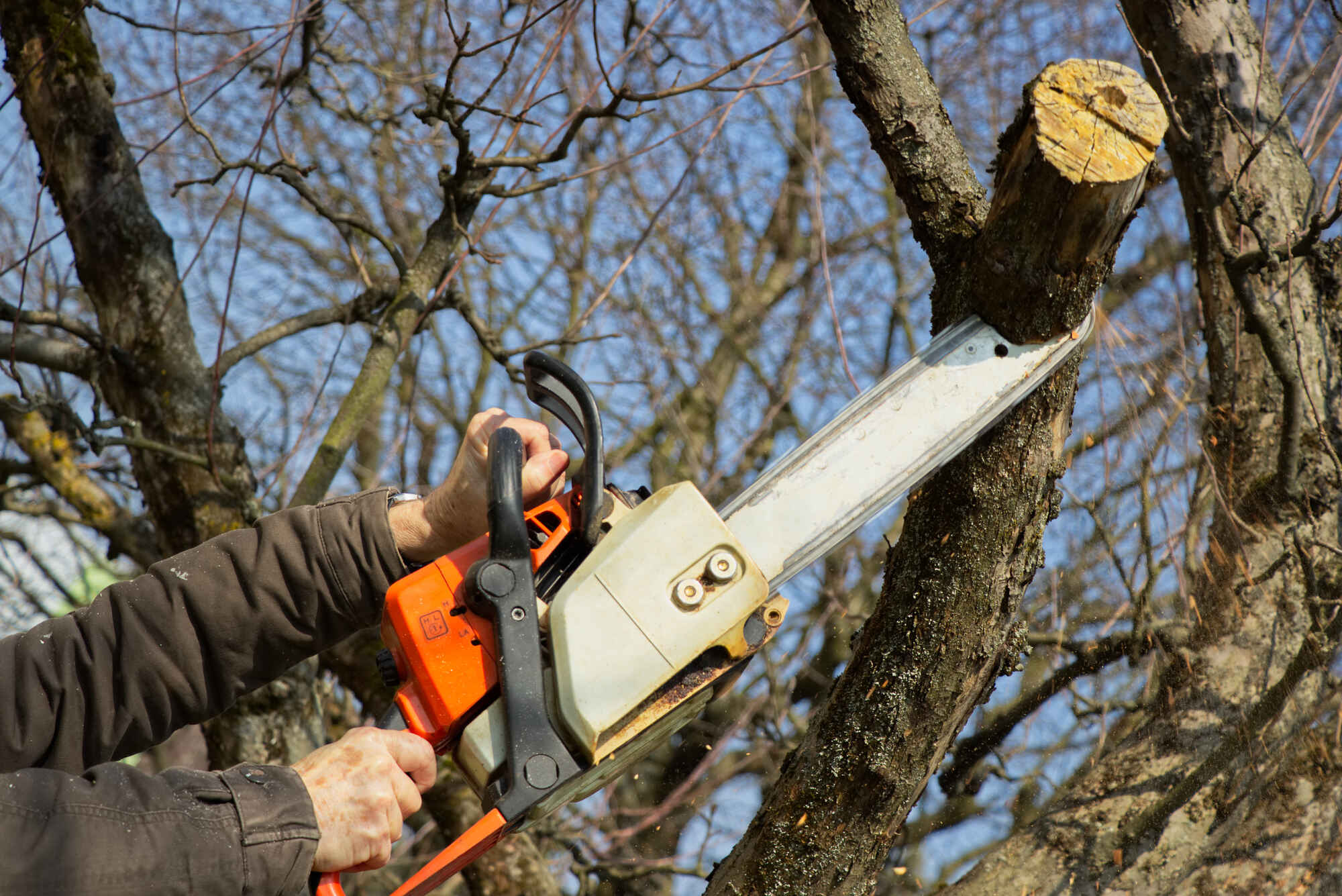 tree-cutting-service-with-chainsaw-cutting-stump-in-delaware