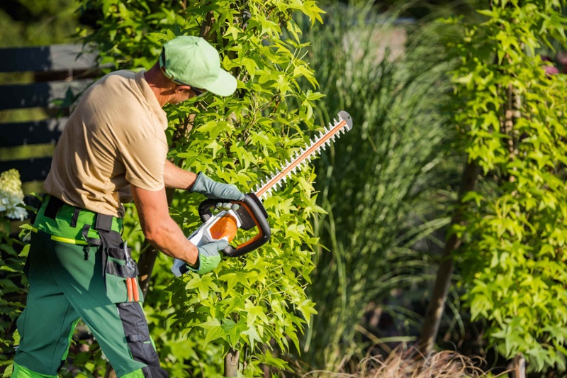 Tree trimming with hedge trimmer in Delaware