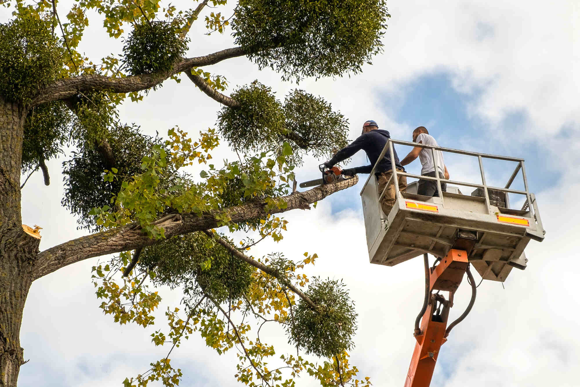 two-guys-on-boom-lift-tree-cutting-in-delaware